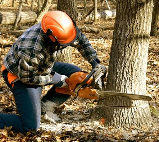 Tree Removal in Otway, OH